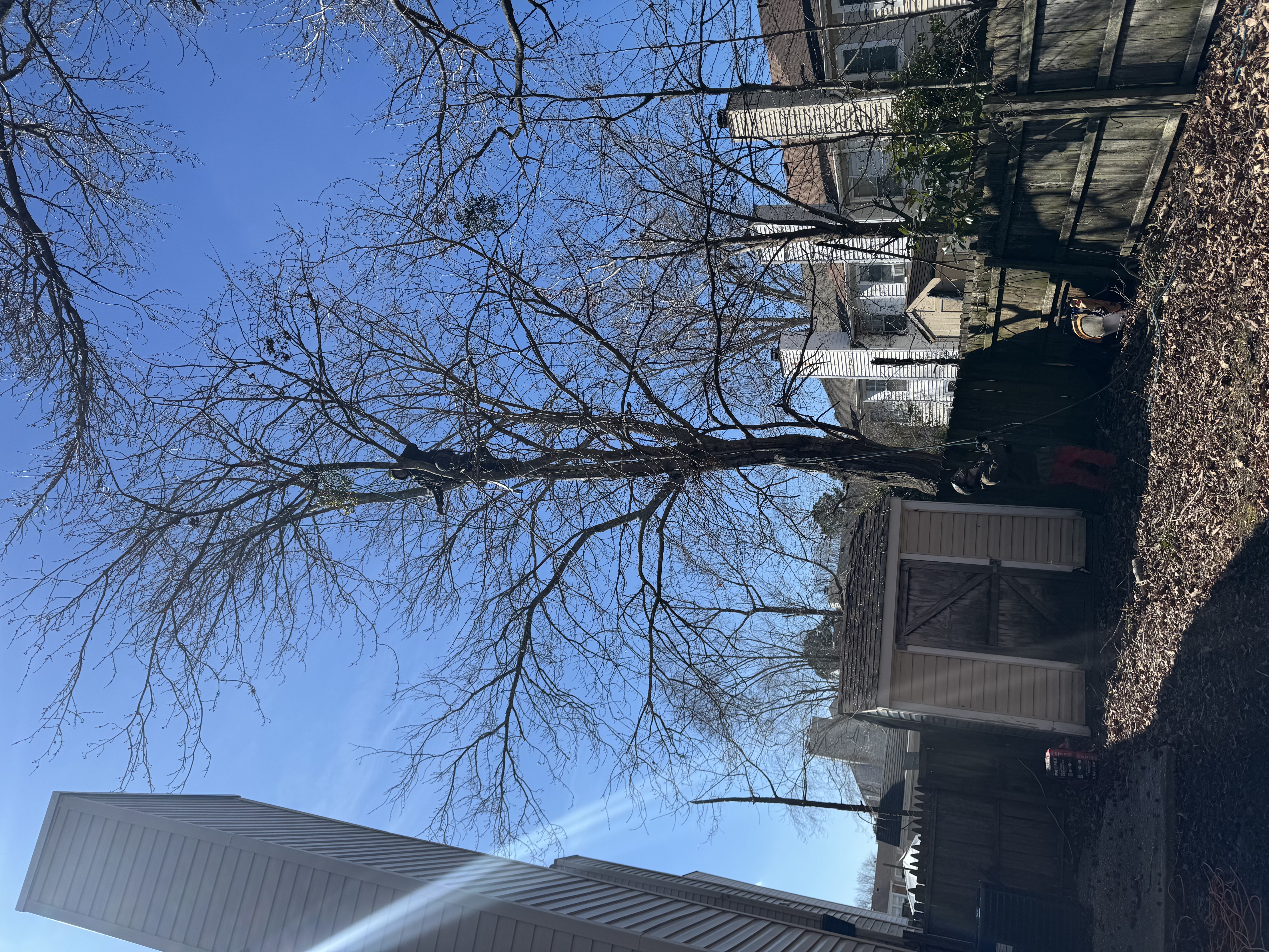 Sensitive Prune – Overstory Tree, Richmond VA
