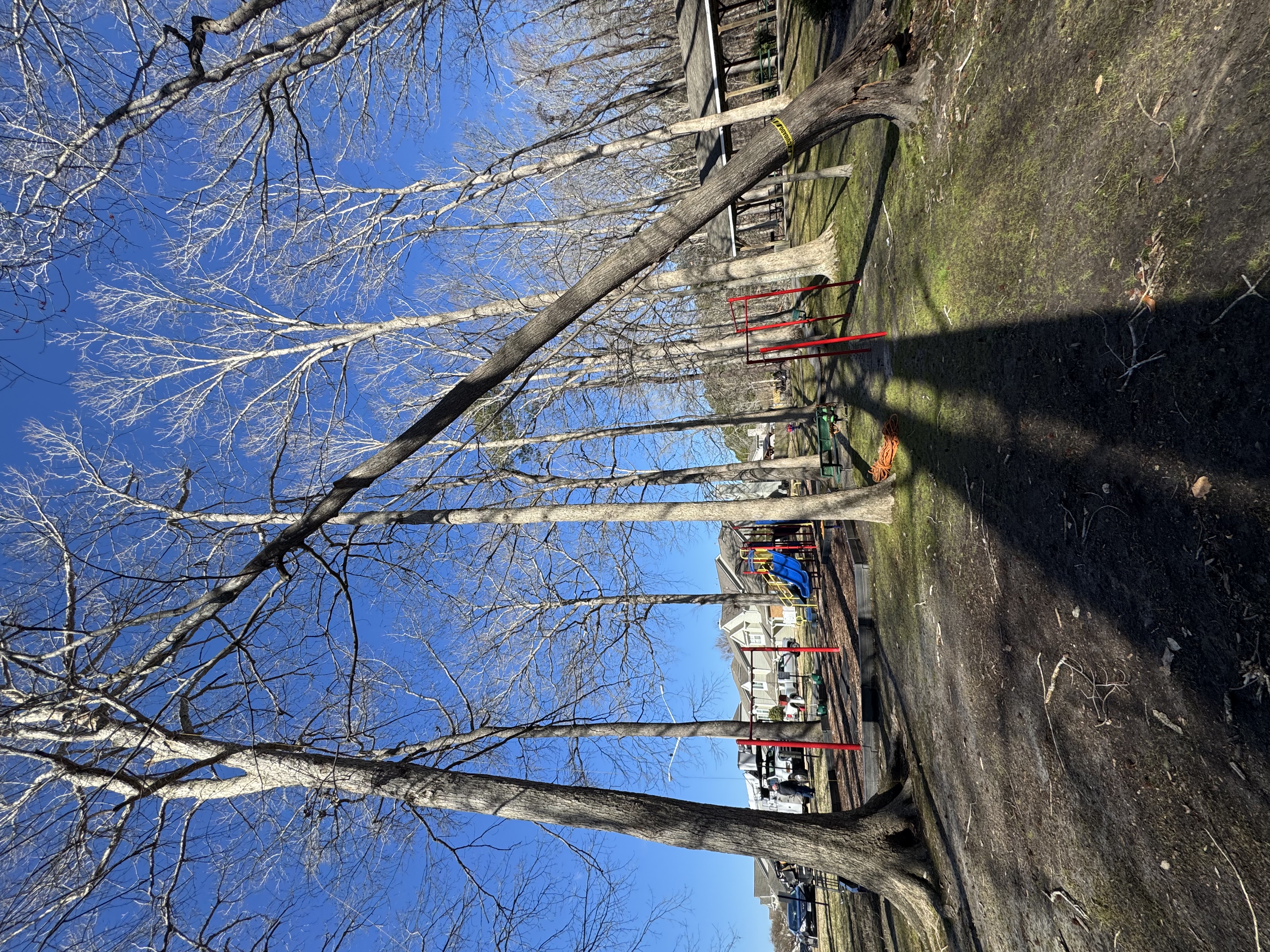 Complex Leaner Removal – Overstory Tree, Richmond VA