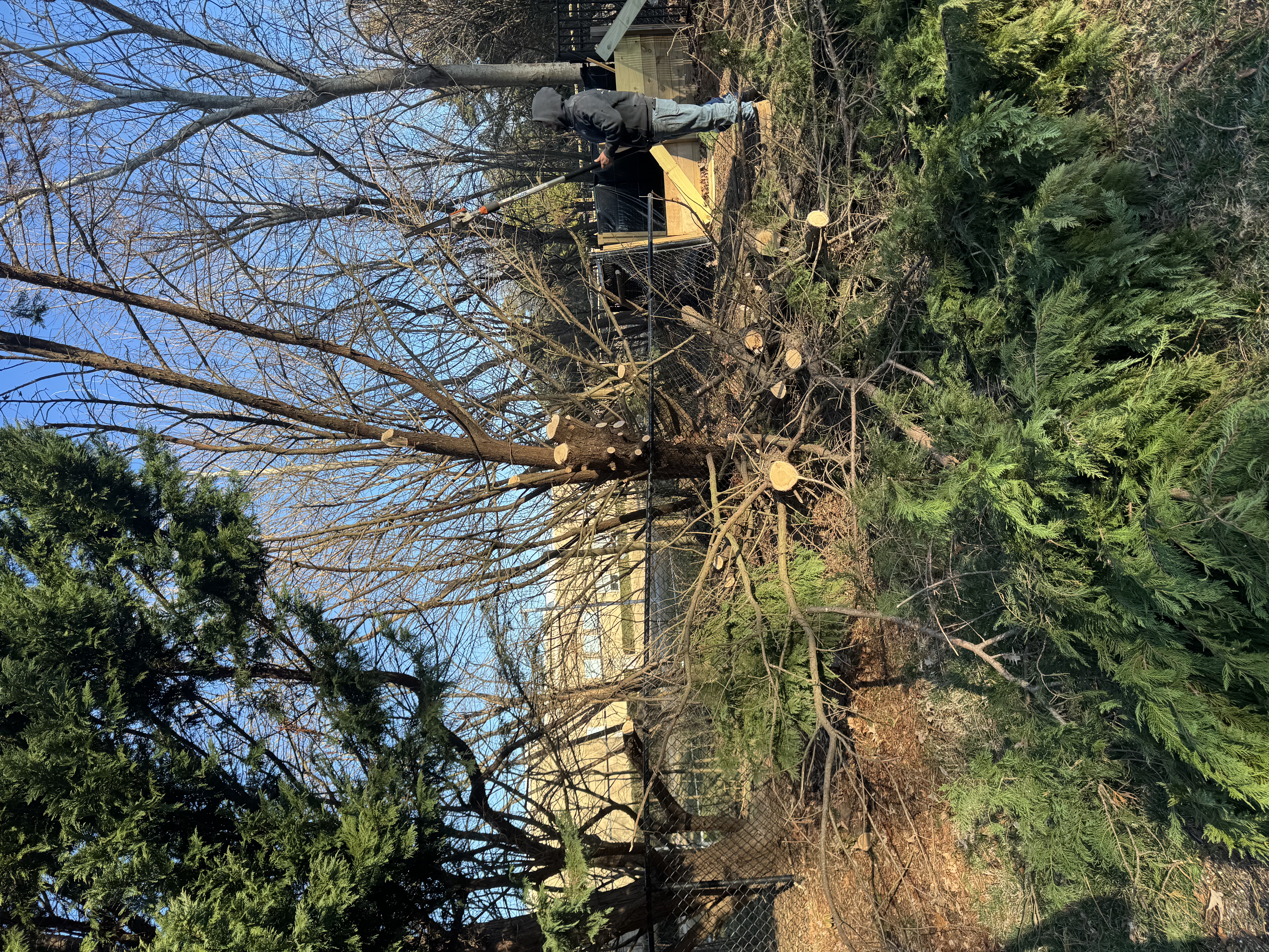 Emergency Tree Service – Overstory Tree, Richmond VA