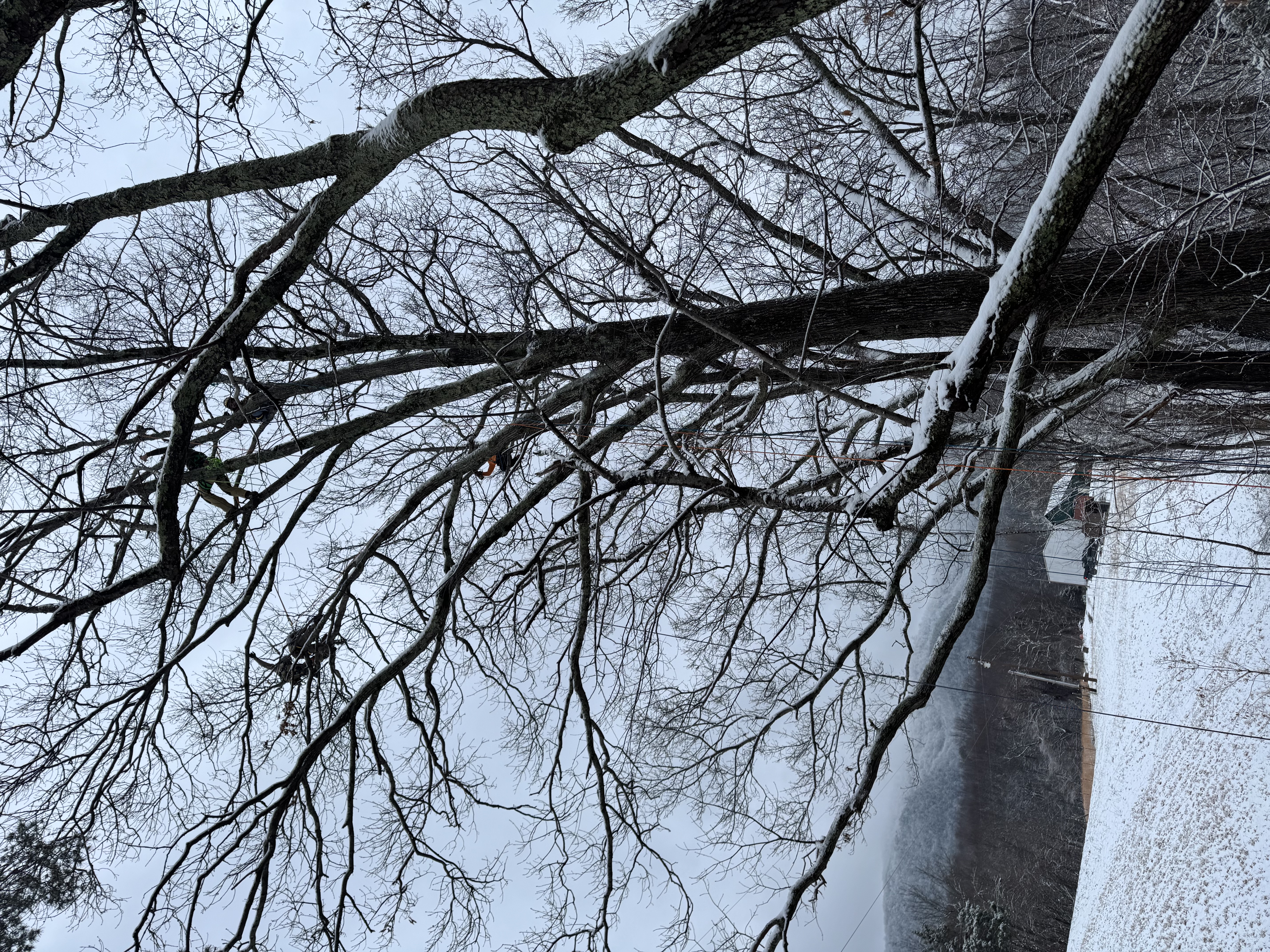 Snowy Tree Prune – Overstory Tree, Richmond VA