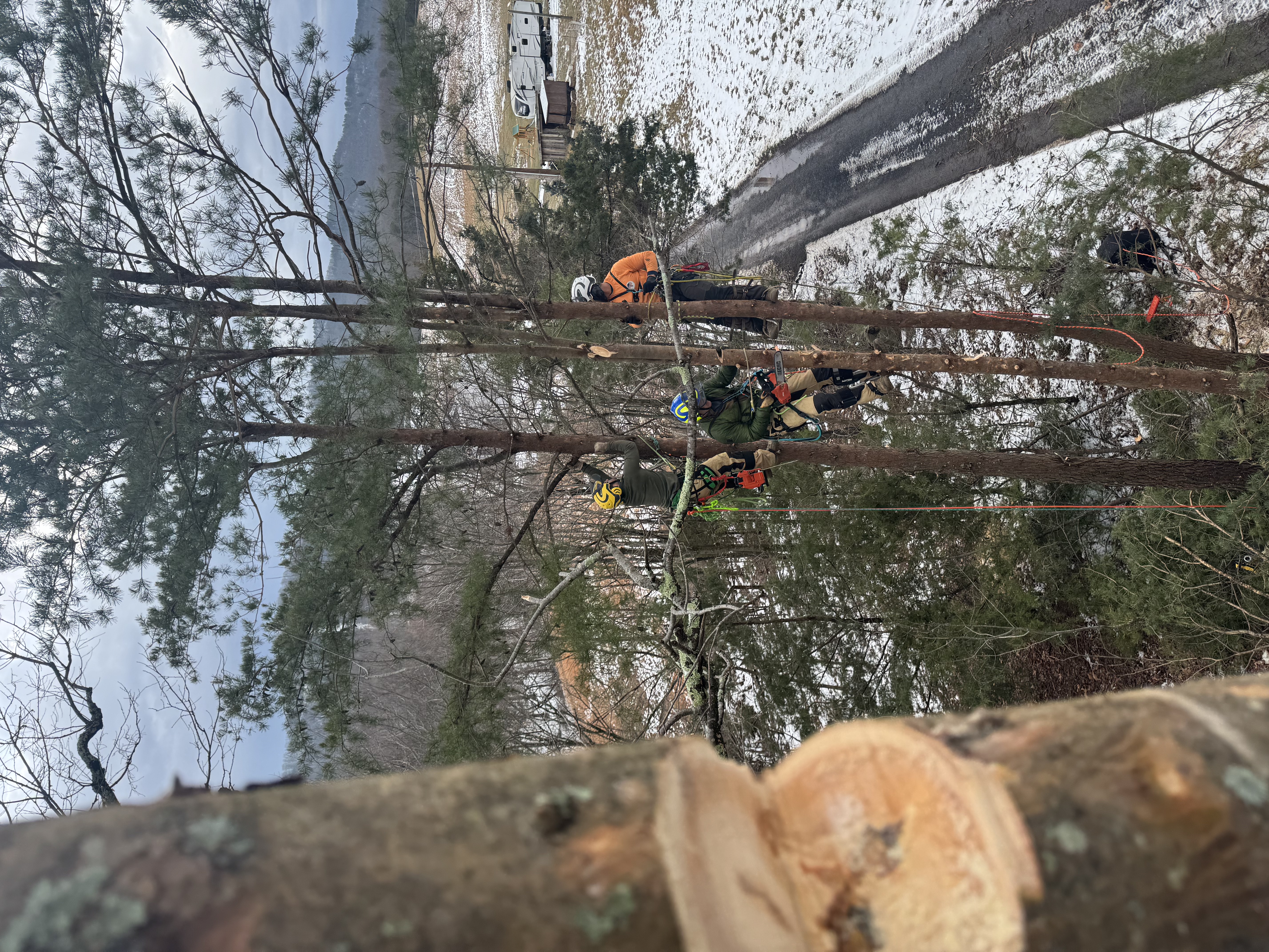 Tree Removals – Overstory Tree, Richmond VA